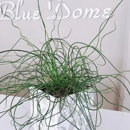 アパートホテル Blue Dome ハニア